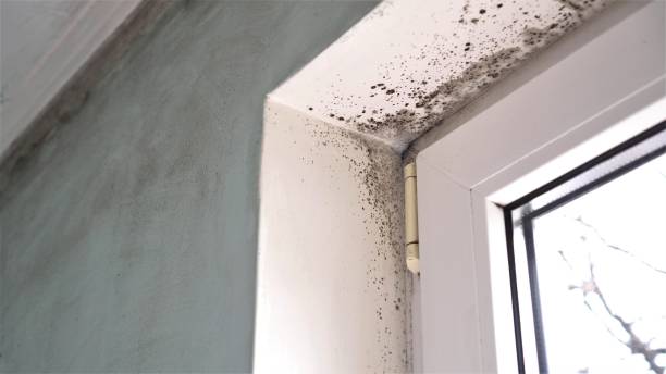 Mold Remediation for Rental Properties in Grover Beach, CA